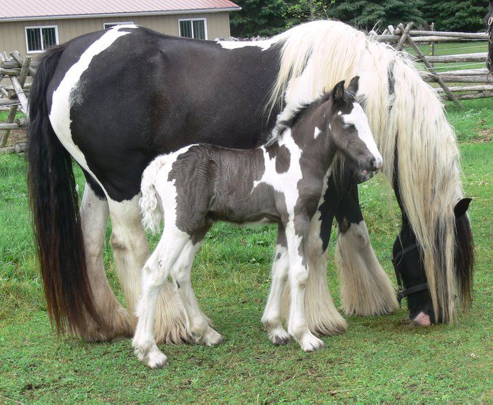 Gypsy Vanner Coloured Foals